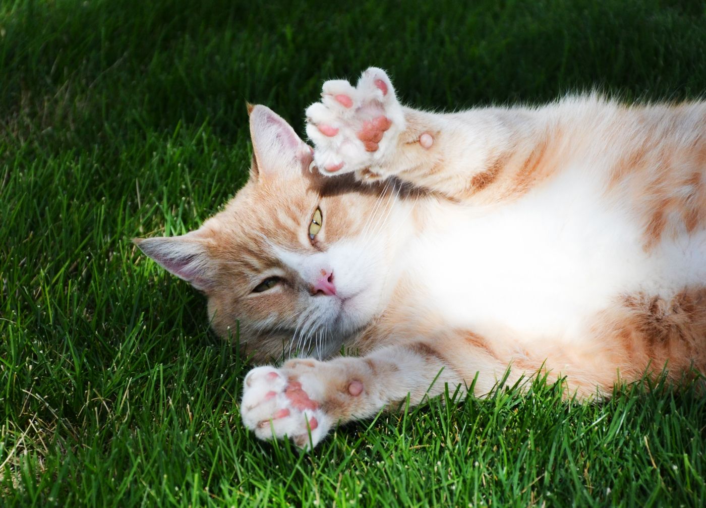 Playful cat enjoying the sun