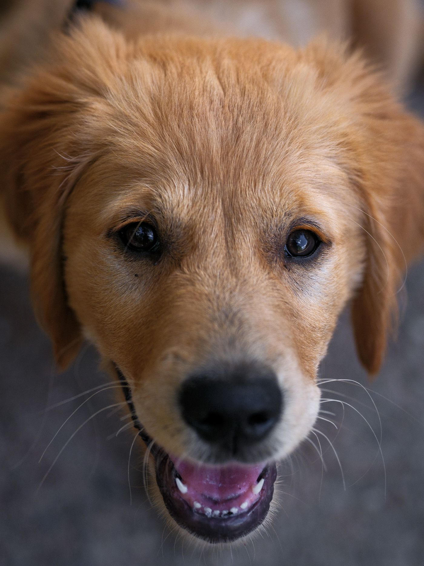 Happy golden retriever puppy