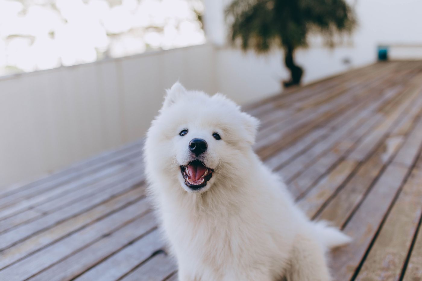 A calm, well-cared-for golden retriever